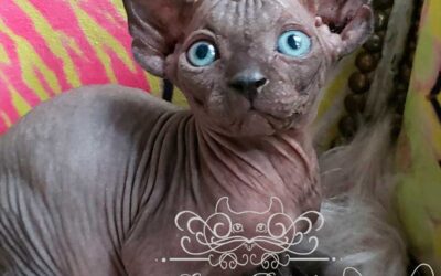 Todo lo que tenes que saber, sobre la raza de gatos sin pelo Elfo