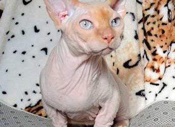 Todo lo que tenes que saber, sobre la raza de gatos sin pelo Bambino