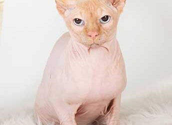Todo lo que tenes que saber, sobre la raza de gatos sin pelo Sphynx