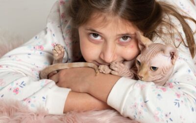 ¿Cuando se entregan los gatos de raza Sphynx , Elfo, Dwelf y Bambino?